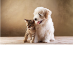 Puppies and kittens fan group