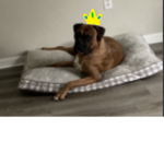 Tyson fan group 2.0
