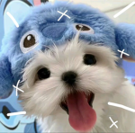 ~ my puppies ~