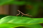 Stick Bug Machine!