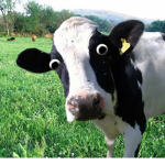 The Cows United