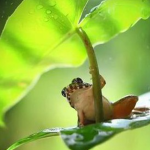 cult for the frogs