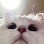 Hi I see you I’m a cat hehe