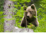 The cutest BEAR