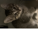 Friendly kitty