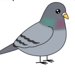 Dr Pigeon plays fan group!
