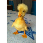 Duckling Squad. (Join if u love duckies)
