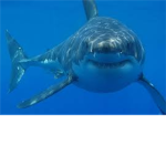 Empire of Sharks