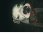 Dog or puppy sqaud