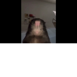 Stare at Rat