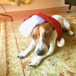 Hunter the Pupper