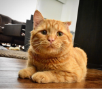 BEN BOX SQUARE LOVES CATS
