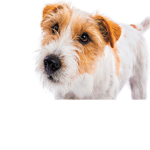 dog fun land