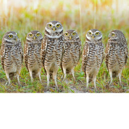 Owl buddy hang out!
