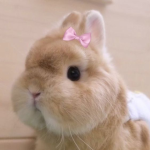 Bunny’s Friends!