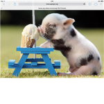 King pig group
