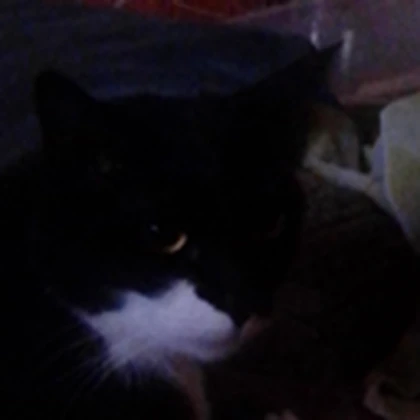 Ryan's cat fan club Roblox group icon