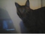 cats are the best................................