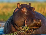 Hippo Universal Studios