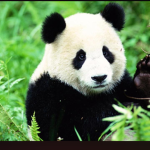 The panda crew of people who love pandas