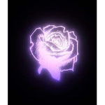 Purple Roses-