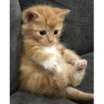 Rp Gato Cats
