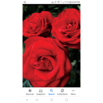 Axu's Roses