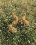 - duckies palace! -