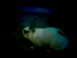 I have a dog that so cute