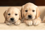Dog memebers