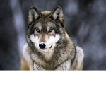 wolves power