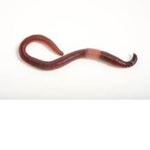 Earthworms Unite!