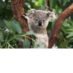 # Save koalas