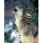 Wolf Team Official