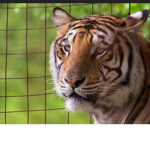 Tigertigertigertt rules