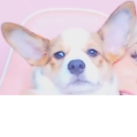 Corgi Gang