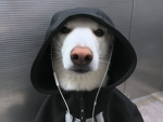 [ Rat Cult ]