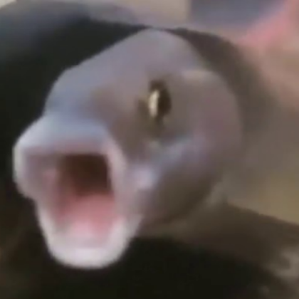 POGGERS FISH! Roblox decal