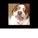 HALLELUJAH HALLELUJAH ITS THE HALL OF MEMES