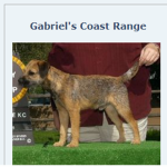 Andy the Border Terrier's Fans