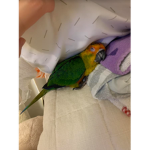 Sophia’s Budgie