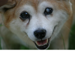 Doge Nation and nightling Nation