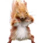 Squirrel Spuad