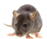 Rats rule with cheese