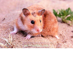 The hamster family group