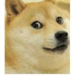 The doge emporium