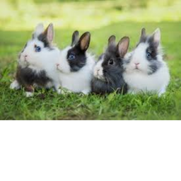 bunny obby