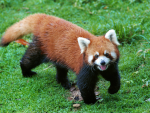 ANIMAL GROUP!!!!!!!!!!!!!!!!!!