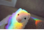 ~aestheticduckies~