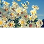 Anna’s group ⋆